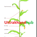 उत्तराखण्ड में जड़ी-बूटियो के नाम ✅✅✅ medicine in uttrakhand