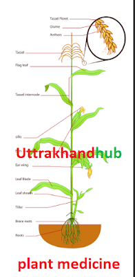 उत्तराखण्ड में जड़ी-बूटियो के नाम ✅✅✅ medicine in uttrakhand