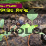 echological Pyramid पारिस्थितिक पिरामिड ✅