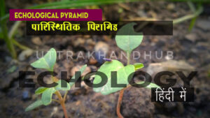 echological Pyramid पारिस्थितिक पिरामिड ✅