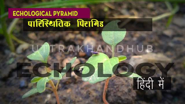 echological Pyramid पारिस्थितिक पिरामिड ✅