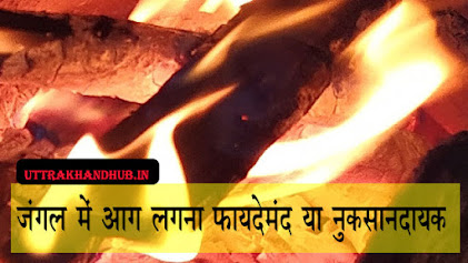जंगल में आग लगना फायदेमंद या नुकसानदायक Advantages and disadvanges of forest fire