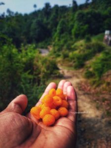 उत्तराखण्ड में ही मिलने वाले फल