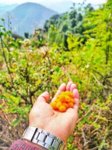 latest uttarakhandi fruit photos