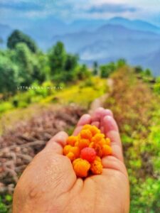 rear uttarakhand fruit