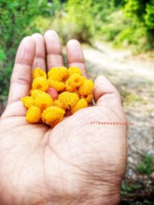 uttarakhandi fruit images
