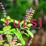 Tusli