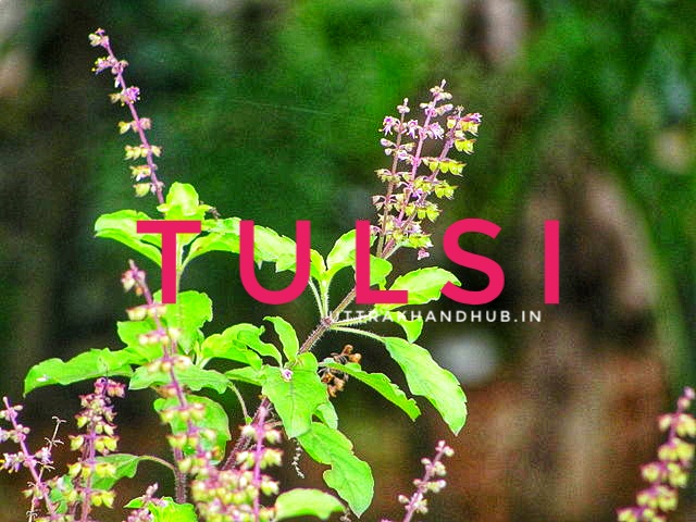 Tusli