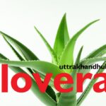 alovera