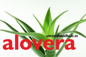 alovera