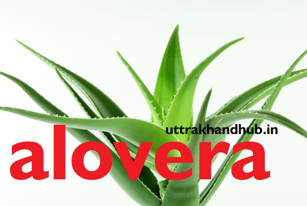alovera