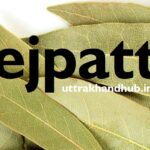 tejpatta