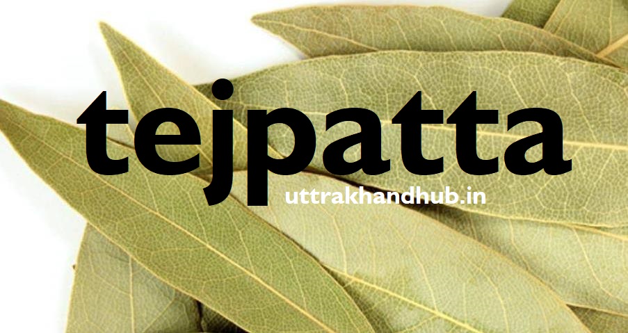tejpatta